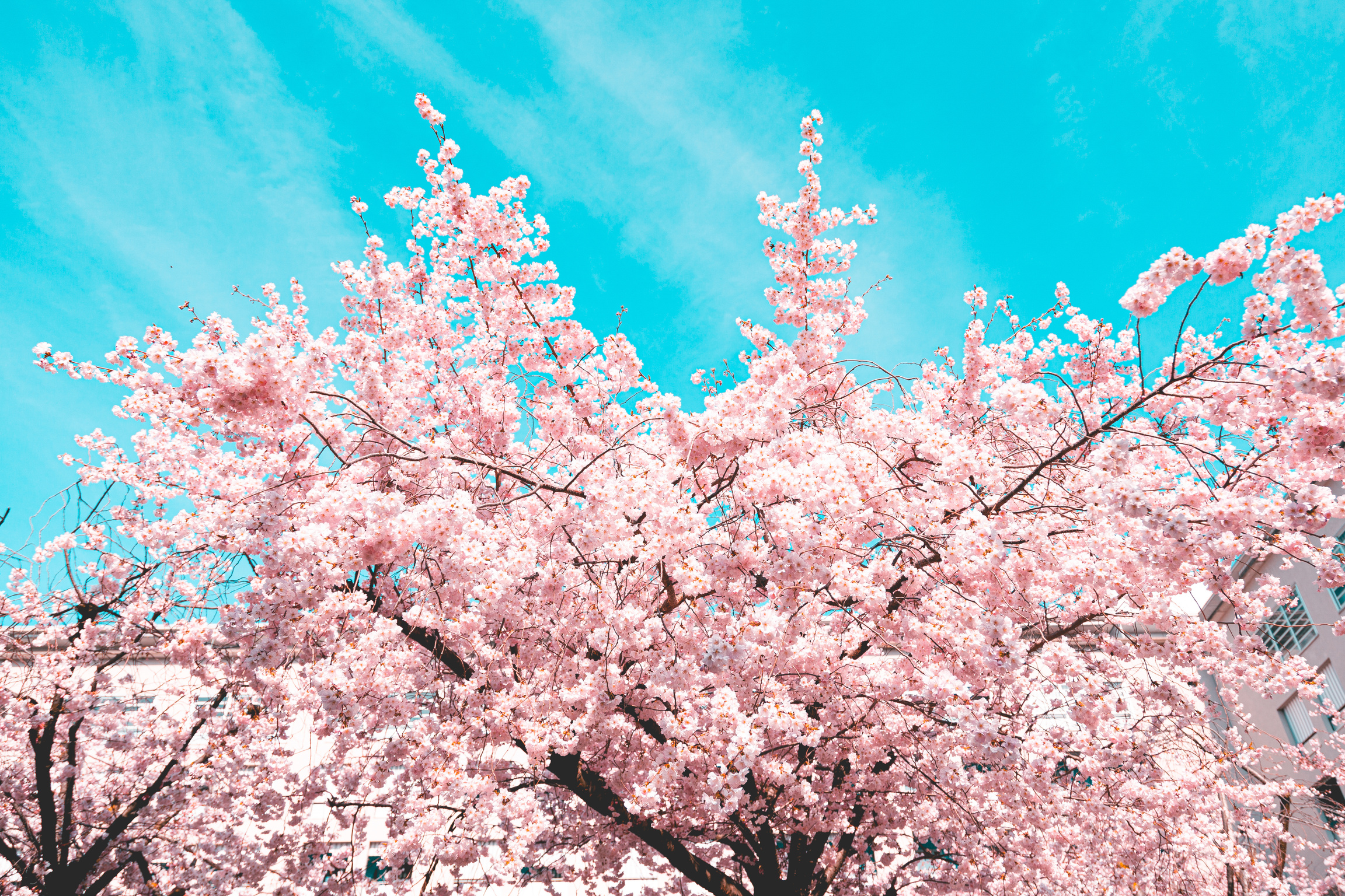 Close-Up Photo of a Sakura Tree with Pink Flowers